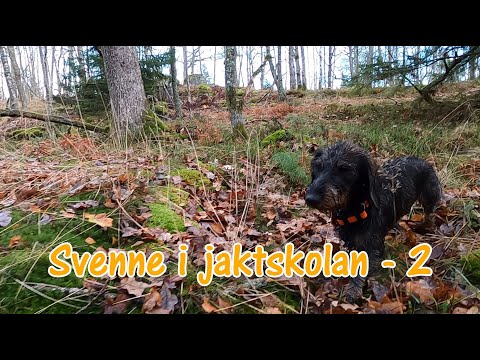 Svenne i jaktskolan - 2