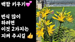 백합 키우기 