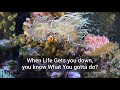 Nemo Fish In Aquarium WhatsApp Status With Quotes
