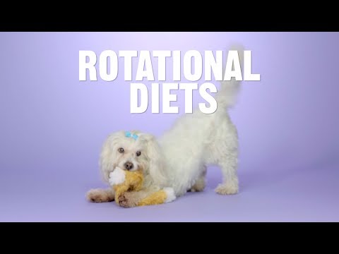Why Your Dog is Not Eating Their Food | Chewy - YouTube