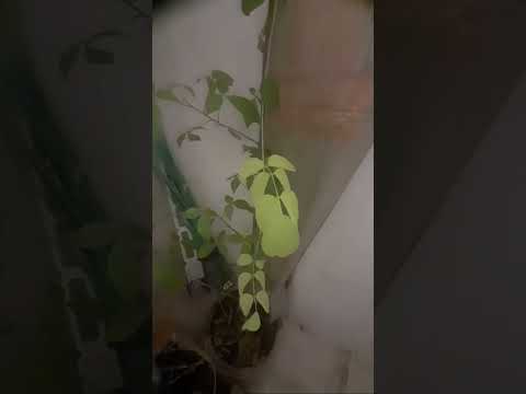 Plants and #nostalgic vibes of our #cat fun.. #catlovers, #catsofinstagram