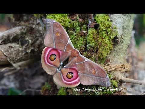 マダガスカル皇帝ヤママユ