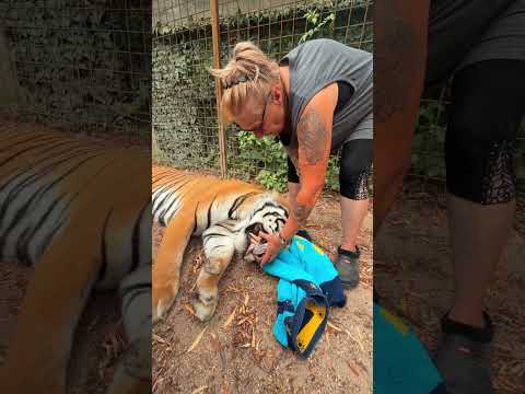 Avez-vous déjà vu la langue d’un tigre ? #lion #tiger #normandie