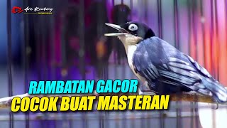 Download lagu RAMBATAN GACOR !! Materi Masteran Ngerol Buat Burung Kicau | shama bird mp3