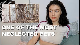 Stop Buying Your Children Hermit Crabs (Why They Suck as Pets)