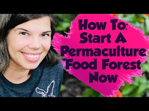 How to Start a Permaculture Food Forest NOW | Super Easy and Simplified