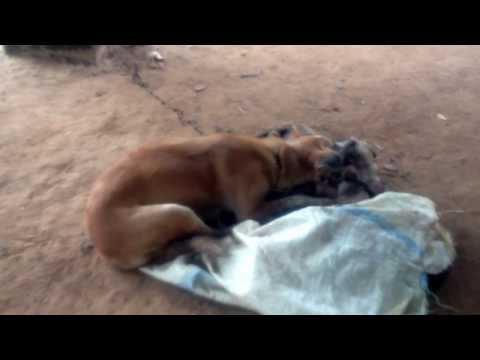 Lucky After Giving Birth to First Puppy