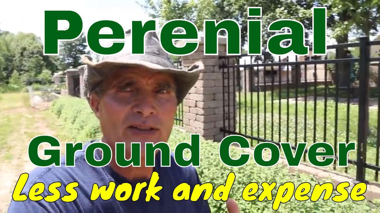 The Future is Perennial Ground Cover - YouTube