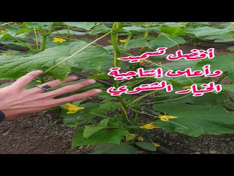 , title : 'خيار شتوى زراعة محميه داخل الصوب العاديه | تسميد خيار الصوب 🥒🥒 #زراعنجى'