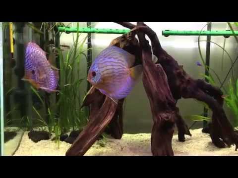 My Discus community  aquarium