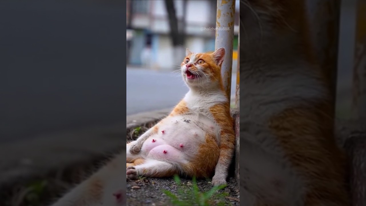 The puppy ran wildly for help! The life-and-death miracle of a stray pregnant cat.. #Cat#Dog