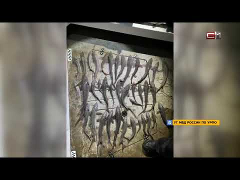 Излом -В Сургуте на улице Крылова снова авария: второй день подряд здесь сбивают пешеходов.