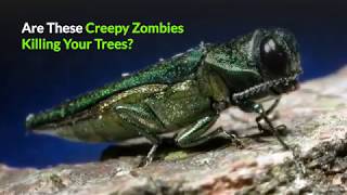 Ash Borers and Other Pests Threaten Denver Trees