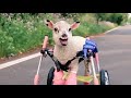 small full support dog wheelchair video