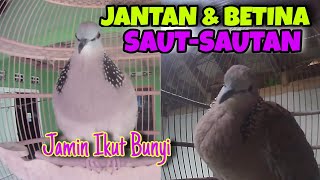 Download lagu Suara Panggilan Tekukur Jantan dan Betina, Putar Ini Jaminan Nyaut‼️ mp3 Download lagu Suara Panggilan Tekukur Jantan dan Betina, Putar Ini Jaminan Nyaut‼️ mp3