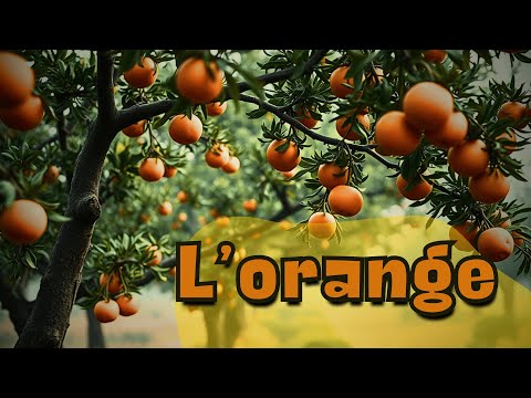 L’Orange : Le Fruit Royal qui Vient de Loin #orange #cuisine #histoire #découverte #pourtoi #fruit