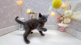 ブリティッシュショートヘアの動画01