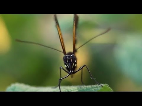 Butterfly evolution from jungles to genomes at the Royal Society Summer Science Exhibition 2014