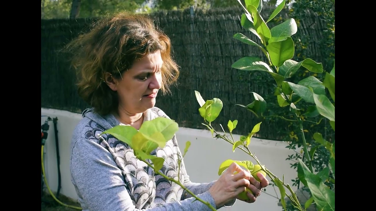 Cueillette du citron (Guillermo Amengual Jaume, 2024)