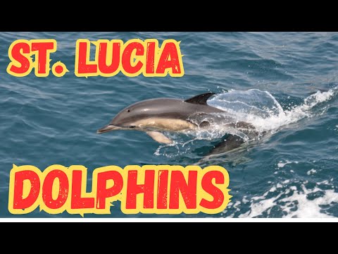 Too Many Dolphins To Count! A Great Cruise Excursion In St. Lucia!