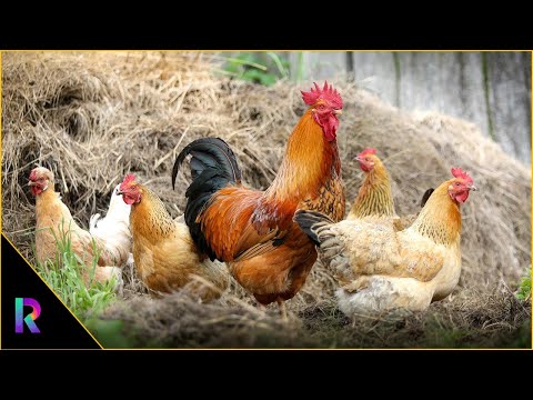 Pets Vlog by Razia's Daily Life