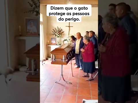 O gato ficou doido #sobrevivência #animais #natureza #gato