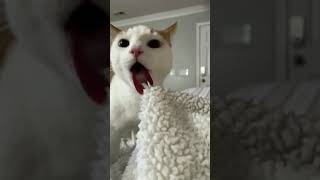 Download lagu oh no oh no oh no no no song - CAT TIKTOK COMPILATION #shorts mp3 Download lagu oh no oh no oh no no no song - CAT TIKTOK COMPILATION #shorts mp3