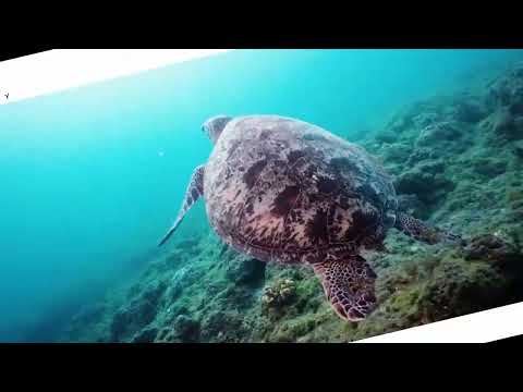 demoReel Simon Bigras