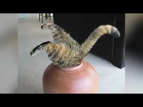 Funny Cats Video
