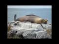 Animals & Nature (I'm Alive - Celine Dion) 