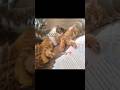 I’m 💘 feelin’ 💕 lonely 💖 // #capcut #edit #nani #cat #kitten #shorts #cupid