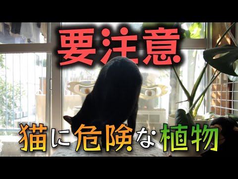シダは猫にとって有毒ですか?