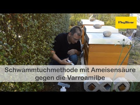 Schmerzen auf der rechten Seite unter den Rippen vom Rücken und Bauch Durch gemeinsame Infektion