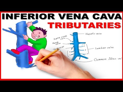 Inferior Vena cava Tributaries - Mnemonic Series # 11