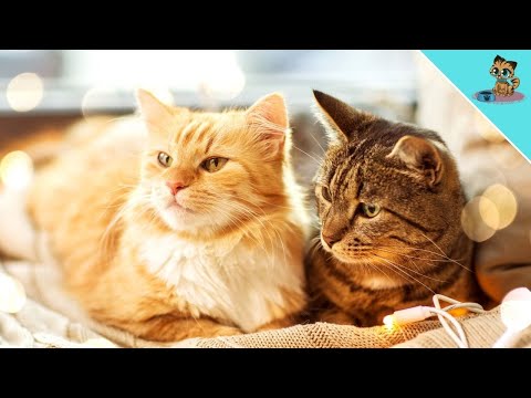 THIS Is Why Cats Are Happier In Pairs - YouTube