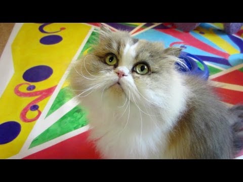 12 10 04 A little chat with Persian kitty, Sequoia