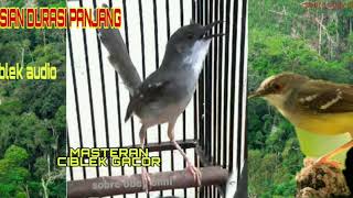 Download lagu Mp3 isian Ciblek Kristal Gacor Full Ngebren |Cocok Untuk Pancingan Ciblek bahan. cara merawat ciblek mp3