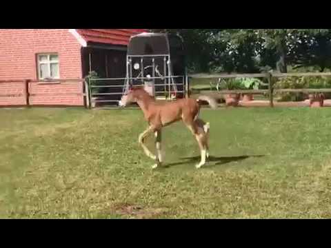 Hengstfohlen v. Zinedine-Perrier