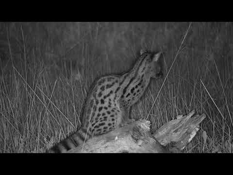 Djuma: Large Spotted Genet hunting - 03:50 - 05/01/19