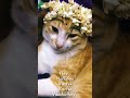 Mallipoo Vachu Vachu Vaadudhey Funny Trending Vtk Movie Song With Meow Cat Shorts Video
