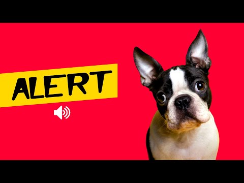 ALERT! Sounds That Dogs &amp; Puppies Love To Hear 🐶