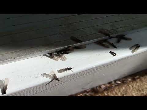 Termite Swarmers Underneath the Front Door...
