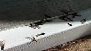 Termite Swarmers Underneath the Front Door in Cranbury, NJ