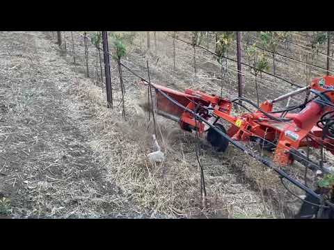 Rinieri SRV on Bio Dynamic 1