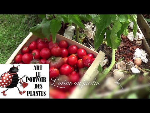 Jardinage: L'urine un bon fertilisant pour le jardin: