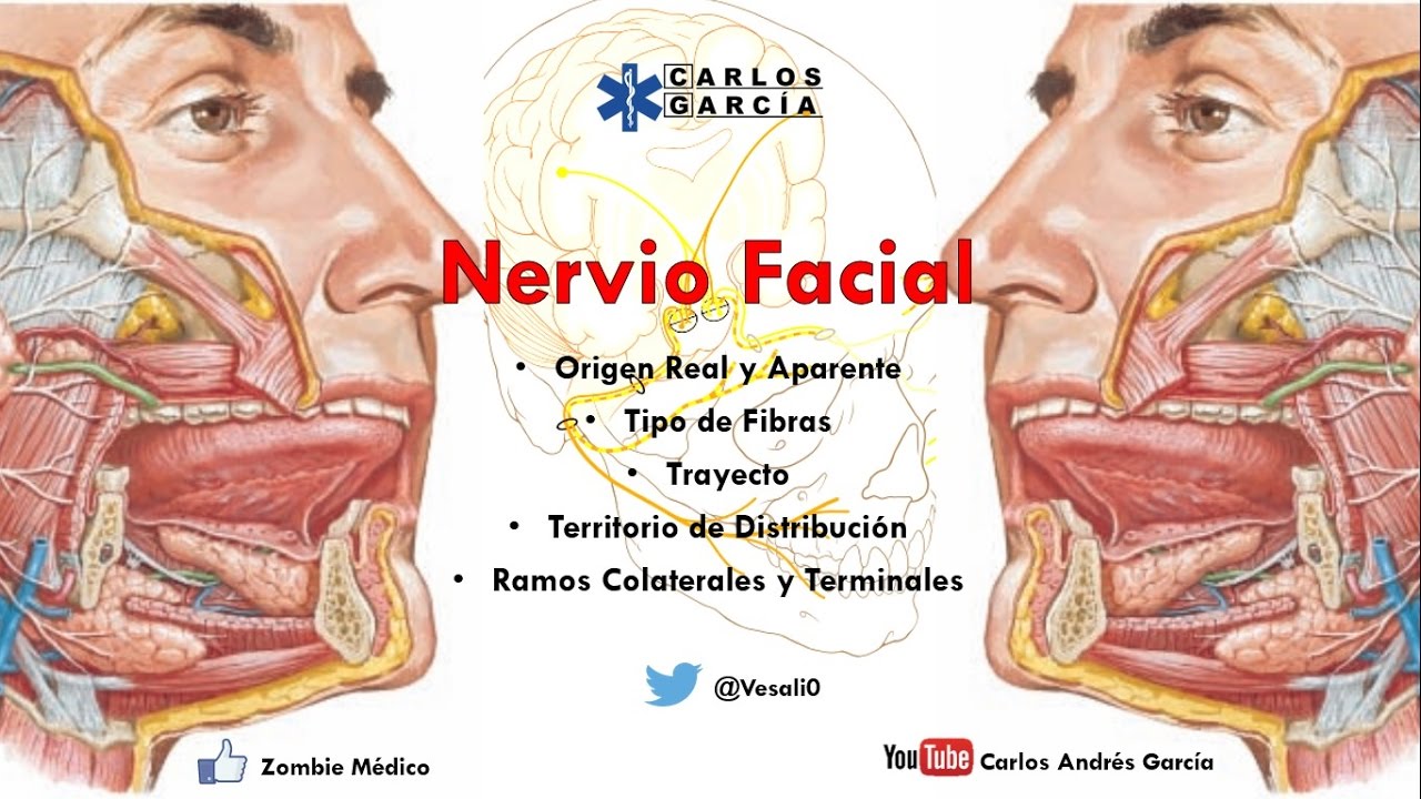Anatomía - Nervio Facial (Origen Real, Aparente, Trayecto, Ramos Colaterales y Terminales)