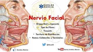 Anatomía - Nervio Facial (Origen Real, Aparente, Trayecto, Ramos Colaterales y Terminales)