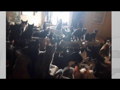 300 cats rescued from apartment unit