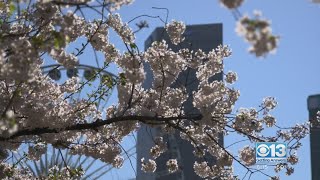 Is this season especially bad for allergies in the Central Valley