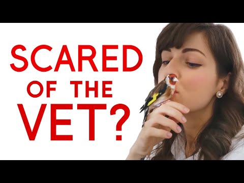 10 Tricks to Make Your Bird’s Vet Visit Stress-FREE *ALL BIRDS*